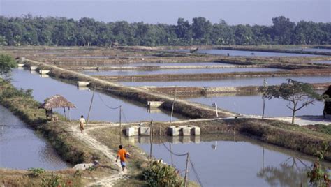 Shrimp Farming Methods and Basic Knowledge - Indonesia Shrimps Supplier ...