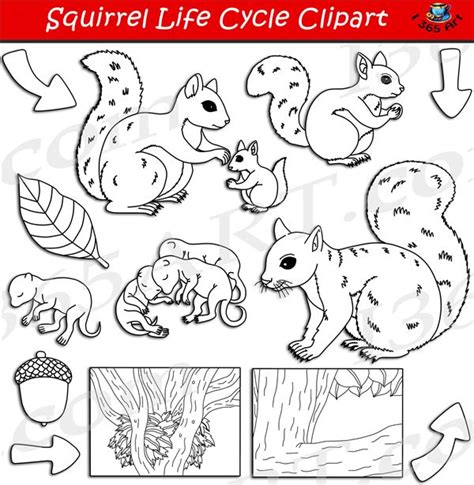 Squirrel Life Cycle Diagram