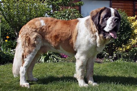 St. Bernard (dog breed) - Wikipedia