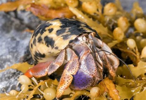 Species of Hermit Crabs: Guide, Trivia & More!