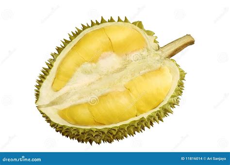 Durian Fruit stock photo. Image of thorns, spikes, food - 11816014