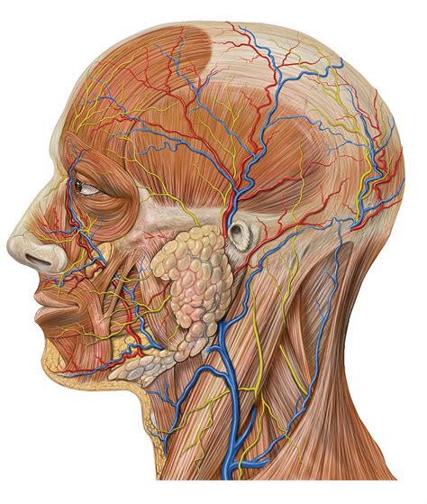 Vascular Anatomy of the Neck — ENT Clinic Sydney