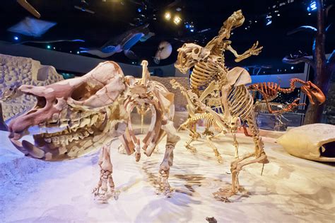 Florida Fossils: Evolution of Life and Land – Exhibits