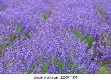 6 956 Hokkaido Lavender Field Images, Stock Photos & Vectors | Shutterstock