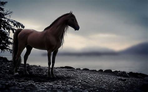 Horse Wallpapers HD for Desktop Free Download