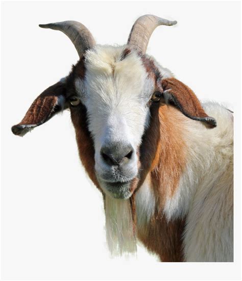 Goat Images Hd Png, Transparent Png - kindpng