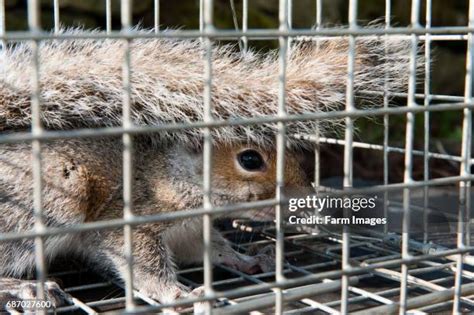 125 Squirrel Cage Stock Photos, High-Res Pictures, and Images - Getty ...