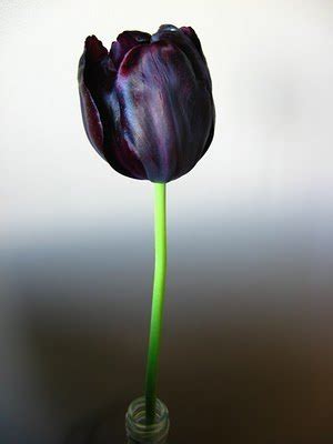 Black Tulip - Tulips Photo (29859808) - Fanpop