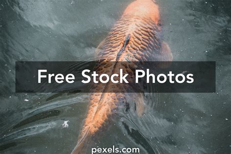 11,576+ Best Free Dorado fish Stock Photos & Images · 100% Royalty-Free HD Downloads