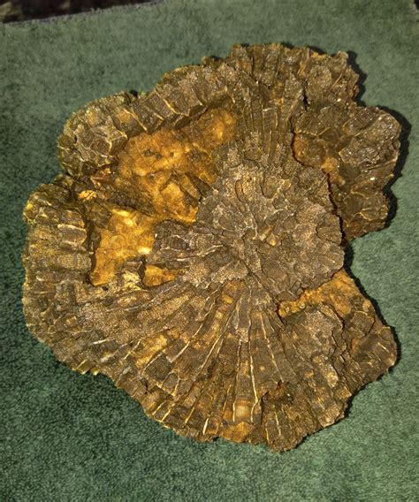 Coral...what type? - Fossil ID - The Fossil Forum