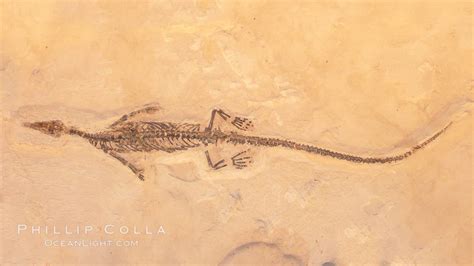 Fossil lizard, #20864, Natural History Photography