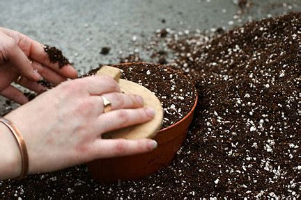 Seed: sowing indoors / RHS Gardening