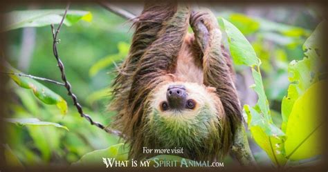 Sloth Symbolism & Meaning - WhatIsMySpiritAnimal