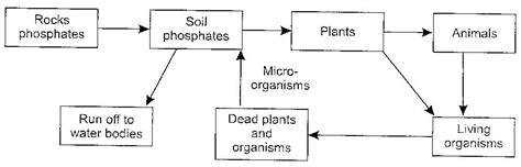 Flowchart Of Phosphorus Cycle