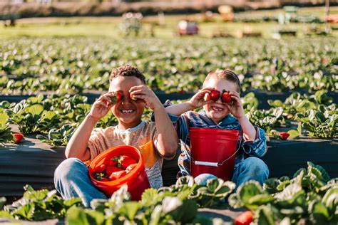 6 Of The Best Farms To Go Strawberry Picking Around Los Angeles