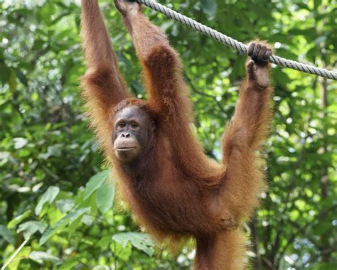 10 Facts About Orangutans