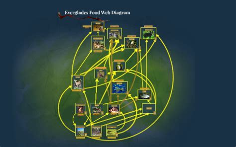 Everglades Food Web Diagram by David Larrabee