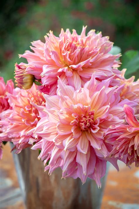 Sarah Raven’s favourite varieties of Dahlia