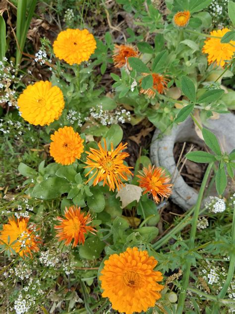 #Calendula #gardening #flowers | Calendula, Plants, Flowers