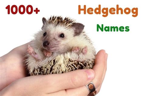 {1000+} » Hedgehog Names » Which is { Unique + Exotic } -（ ౪