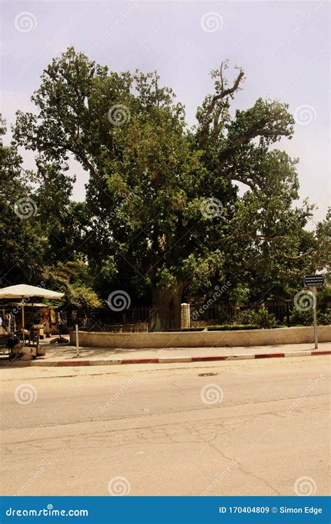 A View of the Anchient Town of Jericho Showing a Sycamore Tree Stock ...