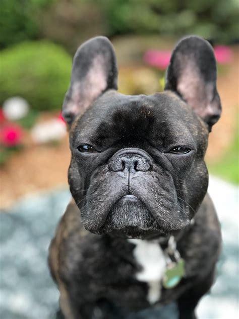 All About Brindle French Bulldogs (PICTURES) - FrenchieWiki