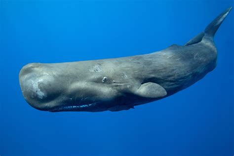 Sperm Whale Facts (Cachalot)