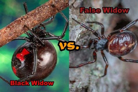 Black Widow vs. False Widow: 6 Major Differences (Explained)