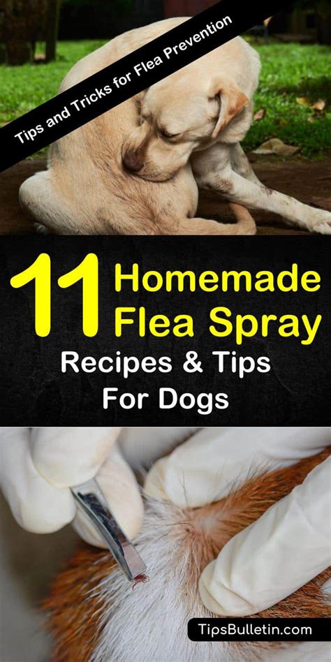 Homemade Flea Spray Recipes for Dogs - Tips for Flea Prevention