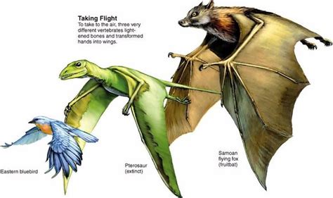 Homologous (“convergent”) #evolution | Convergent evolution, Evolution, Science nature