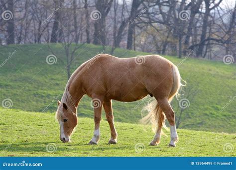 Tan Horse stock image. Image of beauty, mammal, offspring - 13964499