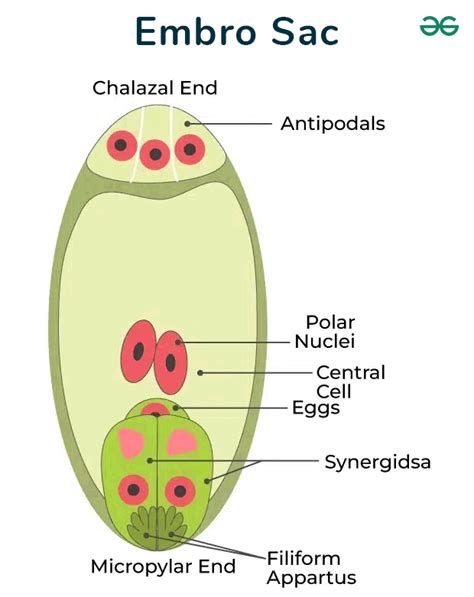 What is Megasporogenesis? - Meaning, Development, and Types - GeeksforGeeks