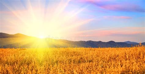 Sunrise in the field stock image. Image of corn, farmland - 15963287