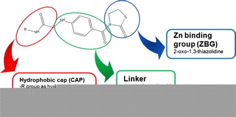 The general structure of designed HDAC inhibitors. | Download ...