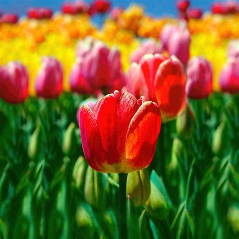 Red Tulip Spring Garden Flowers Photograph by Tracie Kaska - Fine Art America