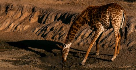 NAMIBIA: Wild animals on sale as a result of severe droughts | Afrik 21