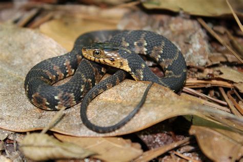 Southern Watersnake – Florida Snake ID Guide