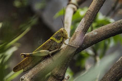 A Big Grasshopper Camouflage on the Plant Branches Stock Image - Image of control, close: 136783457