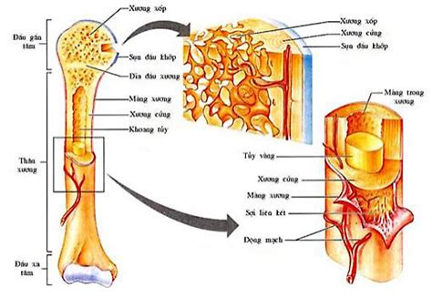 Đặc điểm tiến hoá của hệ cơ người so với động vật (ở lớp Thú) là gì?