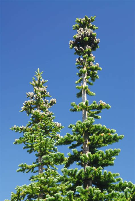 Pacific Silver fir (Abies amabilis) in Silver Forest Trail, Mount ...