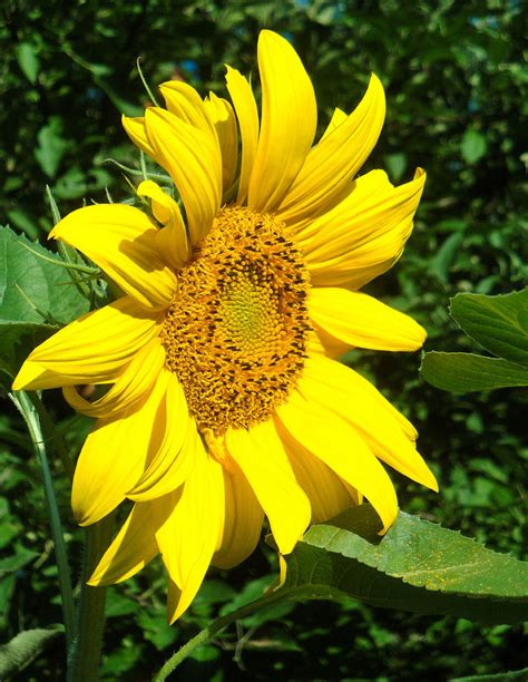 Profile Sunflower Photograph by Natalie Holland - Fine Art America