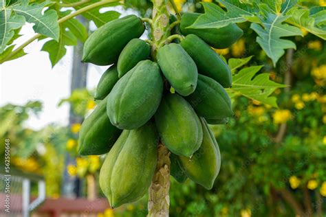 Papaya tree in full fruit, planted next to the fence The fruit is a yaw ...