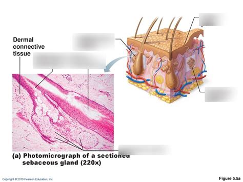 cutaneous glands Diagram | Quizlet