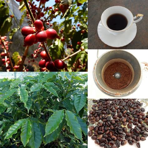 Coffee Beans Coffea Arabica Seeds | Fair Dinkum Seeds