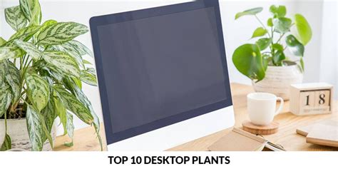 Top 10 Desktop Plants