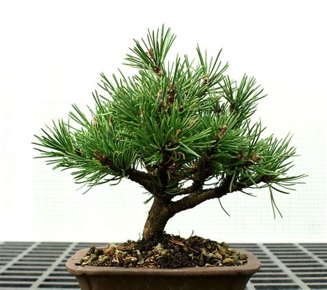 Bonsai Tree Dwarf Mugo Pine DMP 1016A | Mugo pine, Bonsai tree, Pine bonsai