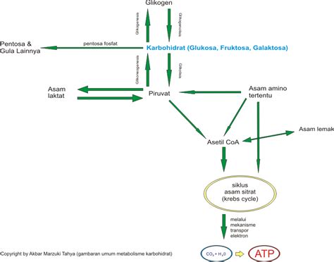 akbarmarzukitahya-smart: METABOLISME KARBOHIDRAT