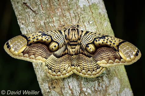 Esta mariposa fascinante parece ter os olhos de um tigre em suas asas | CLMGF