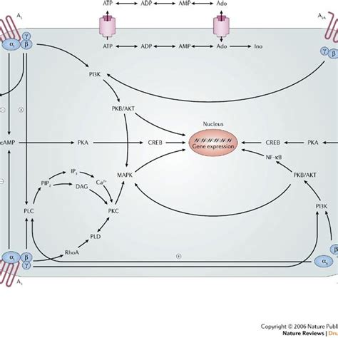 Adenosine receptor agonists.Adenosine receptor (AR) agonists acting at ...