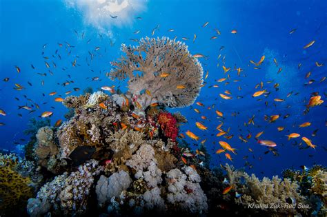 Red Sea Diving - Dive NOW With Qatarmarine and Khaled Zaki